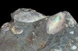 Iridescent Hoploscaphites Ammonite Specimen - South Dakota #38966-3